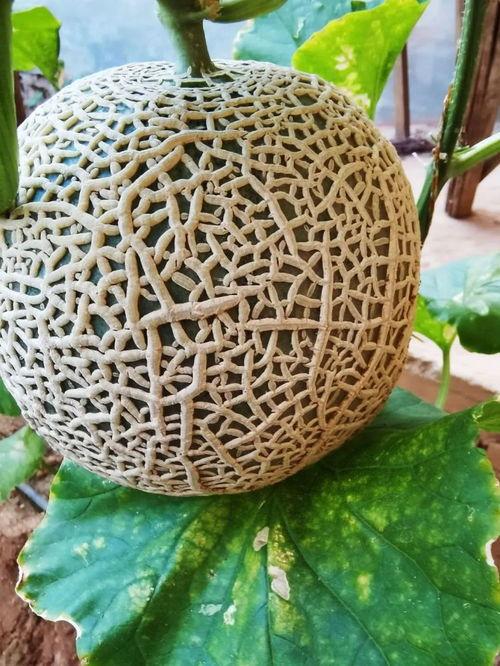 网红瓜纹怎么吃,解锁夏日清新口感新境界 第3张 网红瓜纹怎么吃,解锁夏日清新口感新境界 第3张